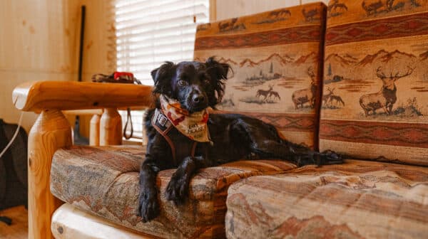 A black dog with a bandana around its neck sits on a couch inside a cabin at Sun Outdoors Lake Rudolph