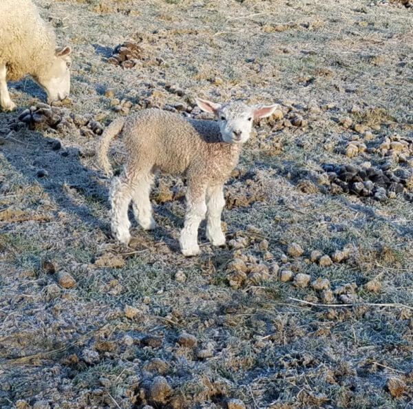 Living historical farm lamb