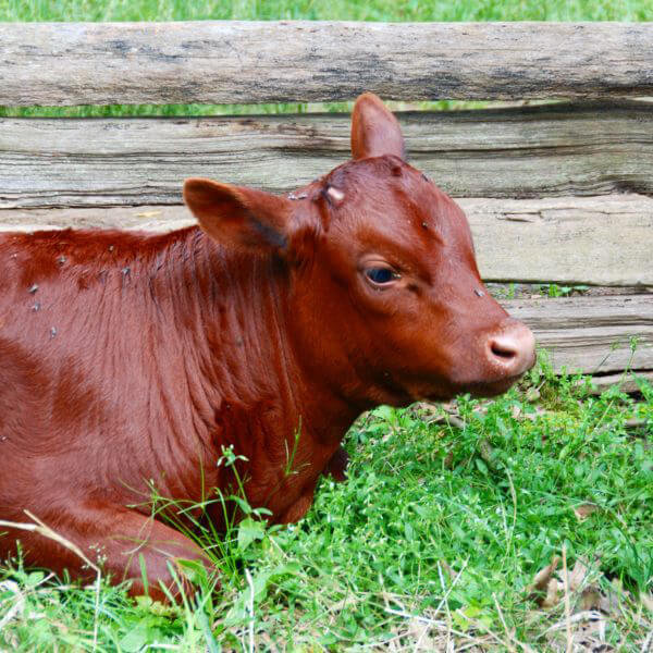 Living historical farm calf