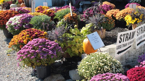 Multiple colorful potted mums are displayed on a gravel-covered ground with stone wall in the foreground and a pumpkin setting on the wall
