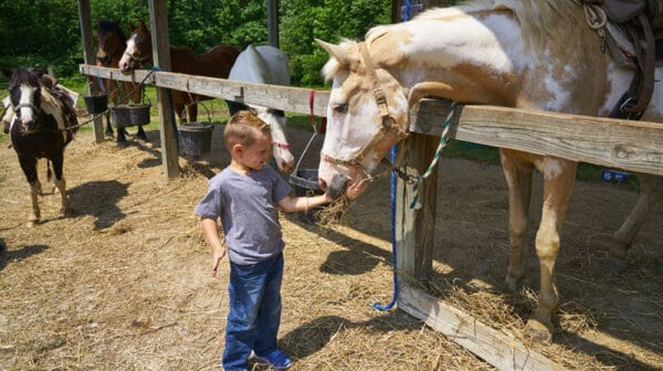 A young boy feeds a horse at Santa's Stables